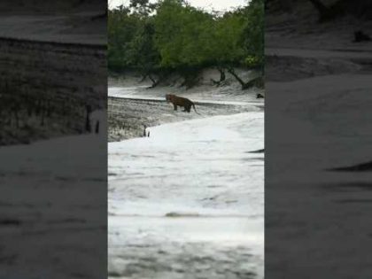 The Royal Bengal Tiger 🐅 Sundarbans || Bangladesh #travel #shorts