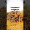 Bangladesh Village Life | বাংলাদেশের গ্রামীণ জীবন | Bangladesh Countryside Life | BD Rural life