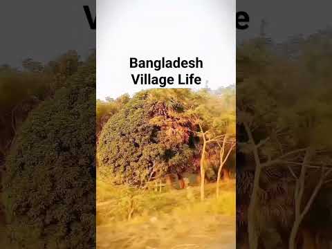 Bangladesh Village Life | বাংলাদেশের গ্রামীণ জীবন | Bangladesh Countryside Life | BD Rural life