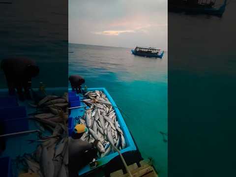 fisherman life #viral #maldives #tuna #travel #bangladesh