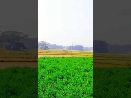 Bangladesh #beautiful #bangladesh #bangla #village #scenery #wow #sky #winter #rice #trending #tree